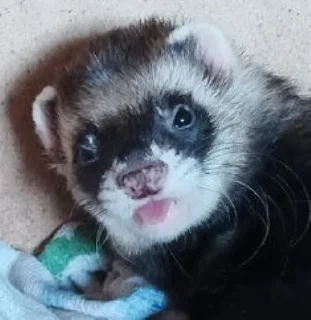 Sticker хорь моментс - 4