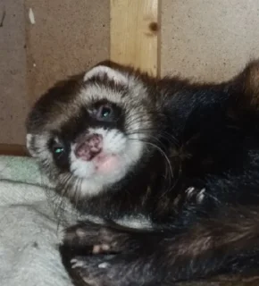 Sticker хорь моментс - 6