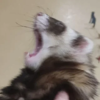 Sticker хорь моментс - 3