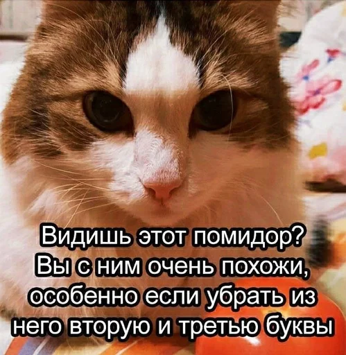 кошка животное домашняя кошка