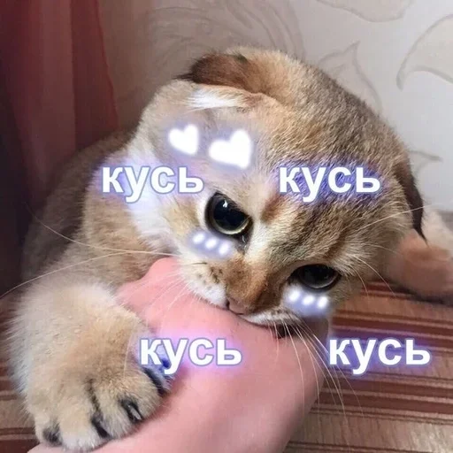 животное млекопитающее кошка