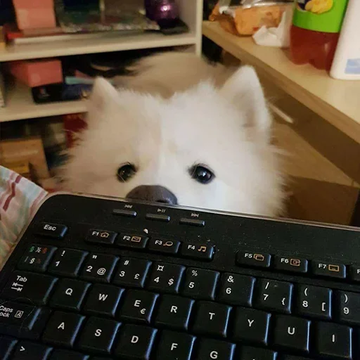 indoor computer pet
