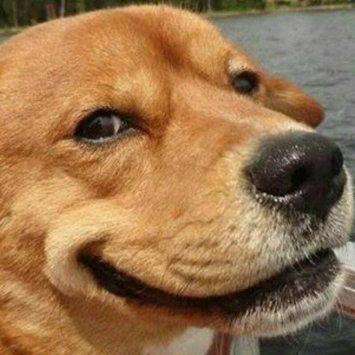 Sticker dankneverameeems - 1