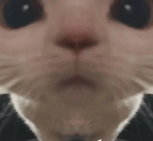 животное млекопитающее кошка