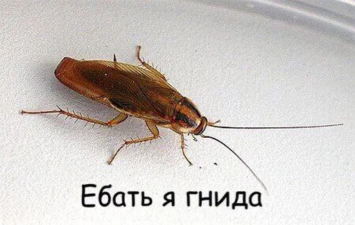 животное беспозвоночный вредитель