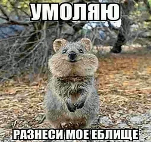 Sticker danysshi - 1