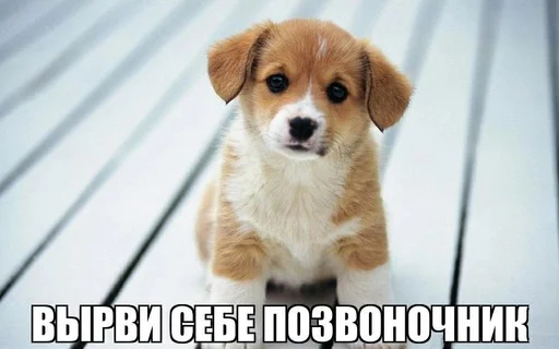 Sticker danysshi - 1