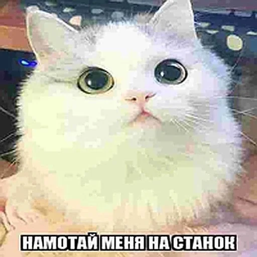 Sticker danysshi - 1