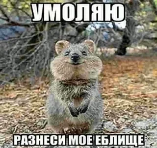 Sticker danysshi - 7