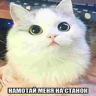 Sticker danysshi - 1