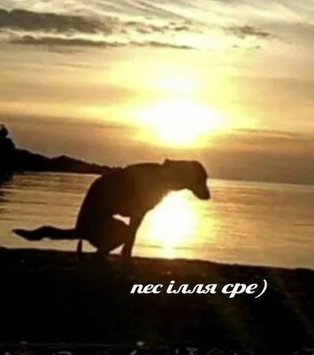 на открытом воздухе млекопитающее животное