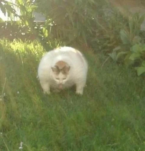 трава животное млекопитающее