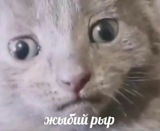 млекопитающее животное кошка