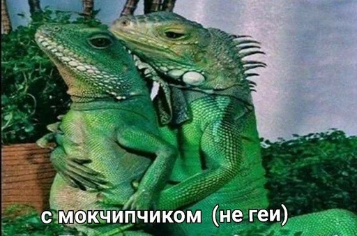 reptile iguania iguana