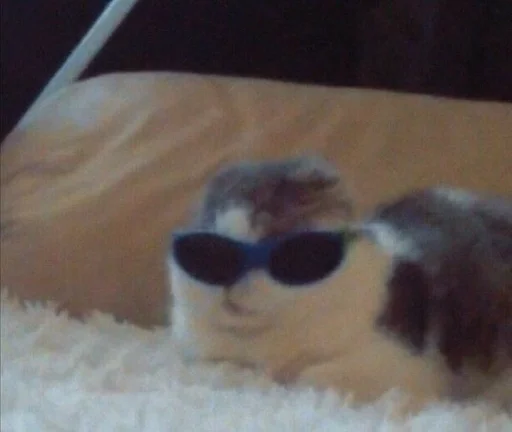 солнечные очки кошка защитные очки