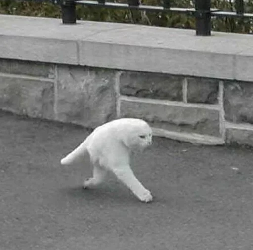 mammal animal outdoor