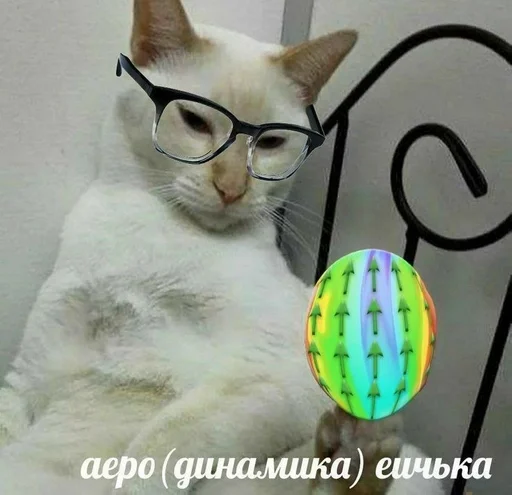 animal small to medium-sized cats indoor