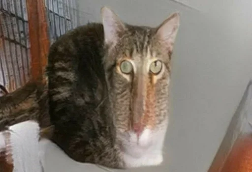 small to medium-sized cats animal cat