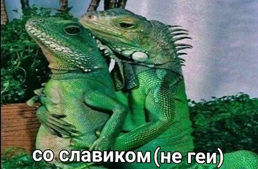 reptile iguania iguana