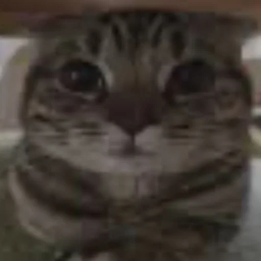 Sticker dapooooooohleb - 1