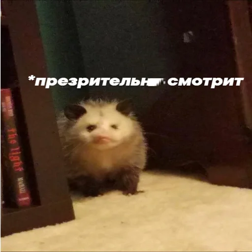 mammal animal small to medium-sized cats