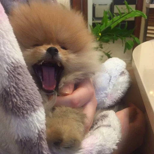 Стикер dariska - 1