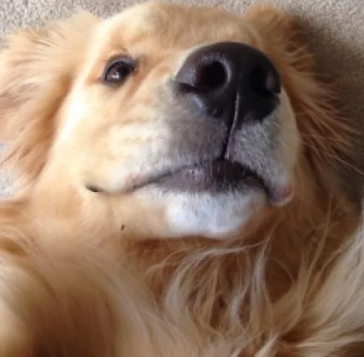 Стикер dariska - 1