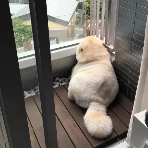 Стикер dariska - 1