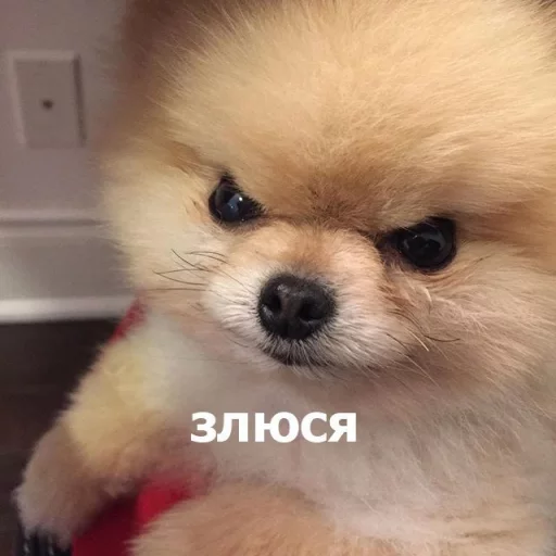 Стикер dariska - 1