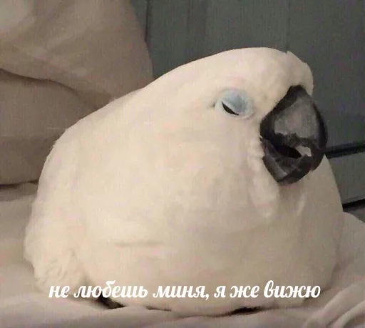 Стикер dariska - 1