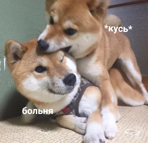 Стикер dariska - 1