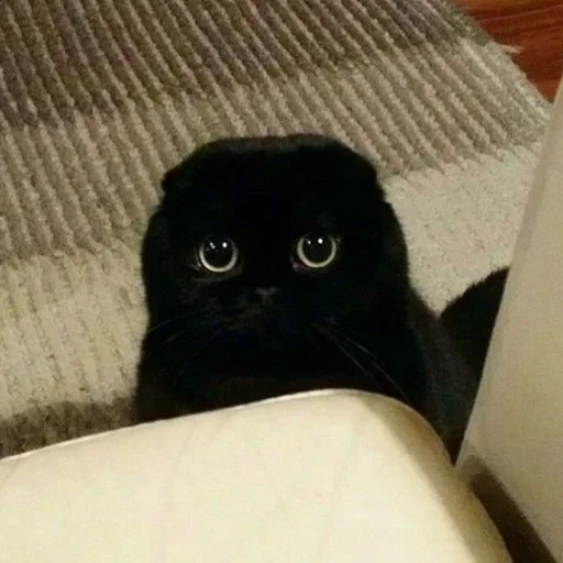 Dark cat @anime4_arts - 