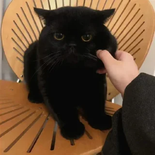 Стикер Dark cat @anime4_arts - 5