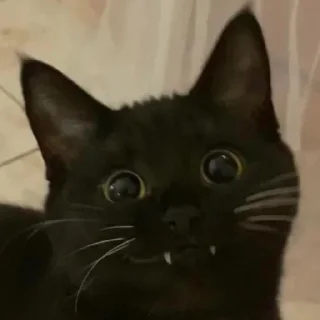 Стикер Dark cat @anime4_arts - 7