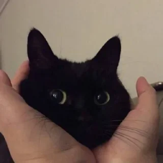 Стикер Dark cat @anime4_arts - 3