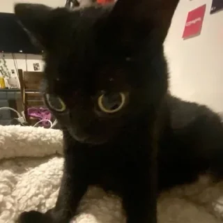 Стикер Dark cat @anime4_arts - 11