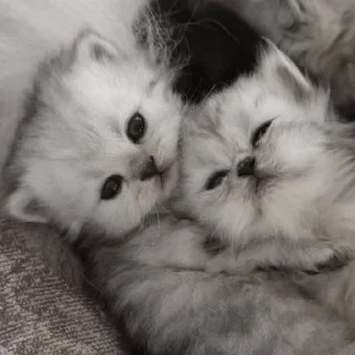 Sticker *ੈ✩‧₊˚༺ 𝗱𝗮𝗿𝗸’𝗱𝗹𝘅 ༻*ੈ✩‧₊˚ - 9