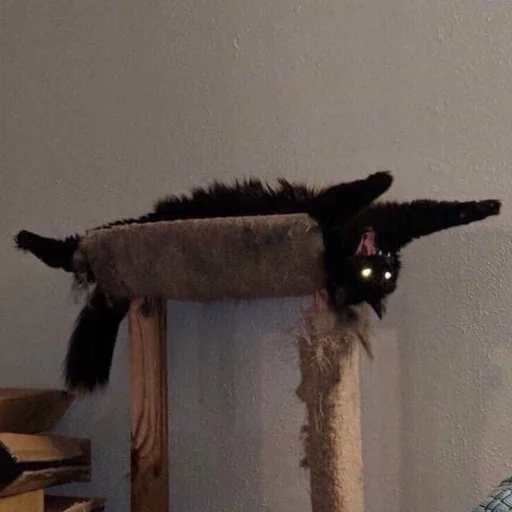 Стикер darkkkcattt - 1