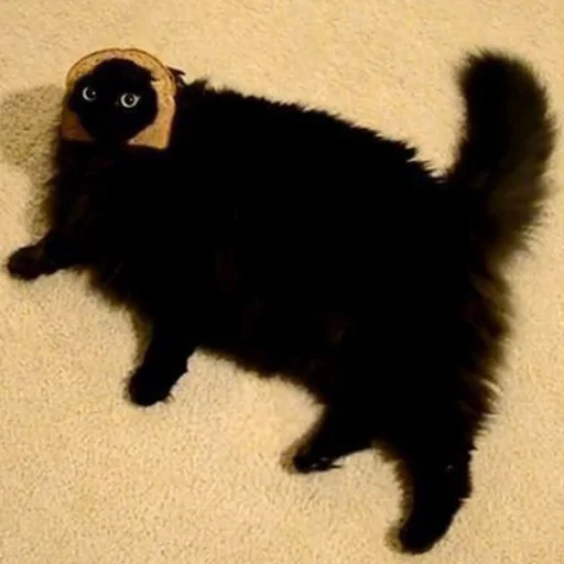 Стикер darkkkcattt - 1