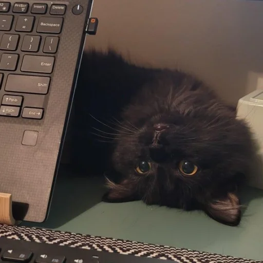 Стикер darkkkcattt - 1