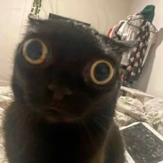 Sticker dark cat (by AstRa OWN) - 1