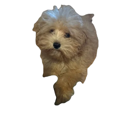 Sticker darwizz_by_TgEmodziBot - 1