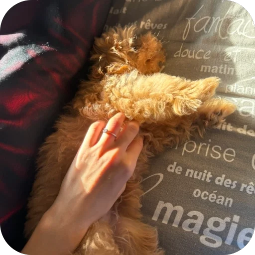 Стикер darwizz_by_TgEmodziBot - 1