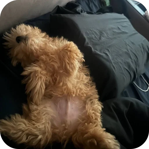 Sticker darwizz_by_TgEmodziBot - 1