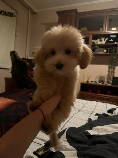 Sticker darwizz_by_TgEmodziBot - 1