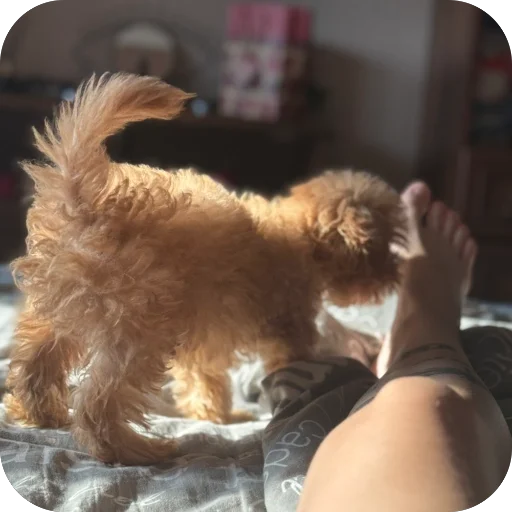 Sticker darwizz_by_TgEmodziBot - 1