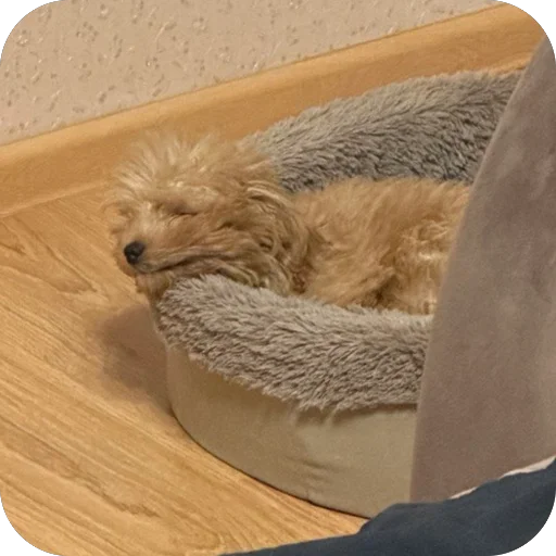 Стикер darwizz_by_TgEmodziBot - 1