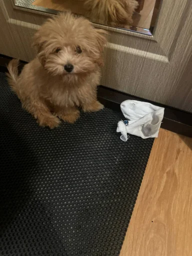 дарвин @TgEmodziBot - 