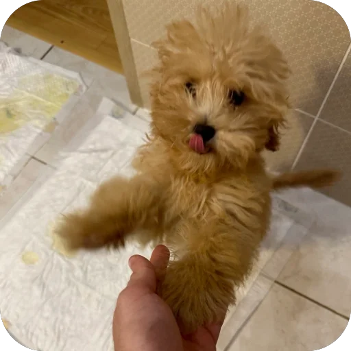 Sticker darwizz_by_TgEmodziBot - 1