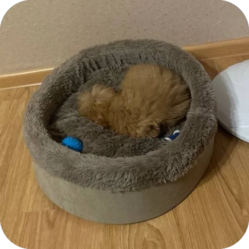 Sticker darwizz_by_TgEmodziBot - 1